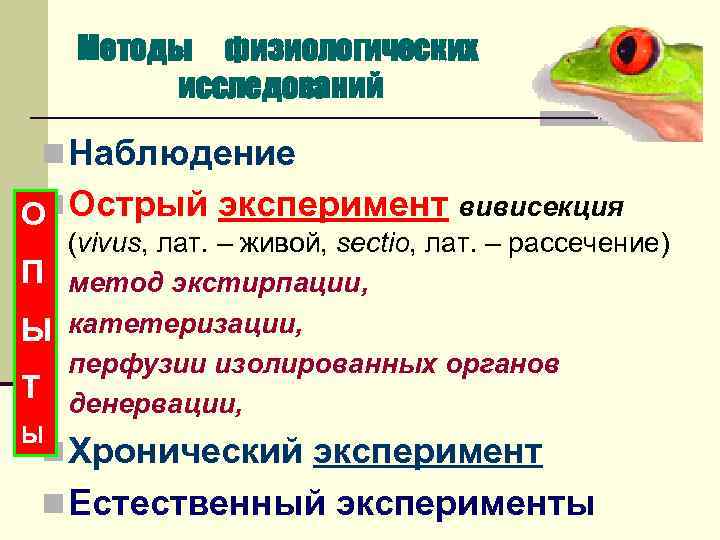 Методы физиологических исследований n Наблюдение Оn Острый эксперимент вивисекция П • • Ы •