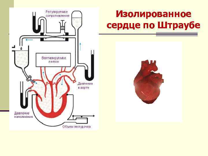 Изолированное сердце по Штраубе 