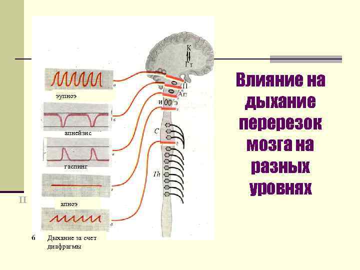 эупноэ апнейзис гаспинг П апноэ Дыхание за счет диафрагмы Влияние на дыхание перерезок мозга