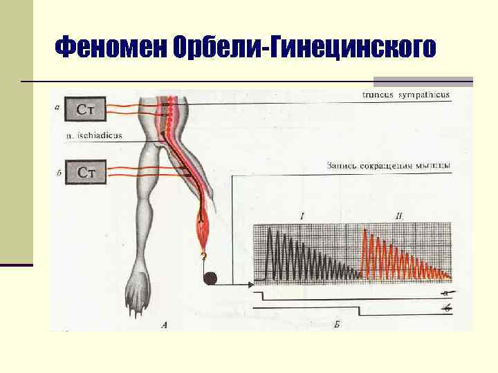 Феномен Орбели-Гинецинского 