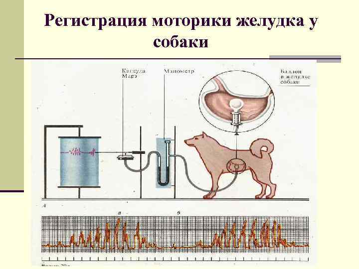 Регистрация моторики желудка у собаки 