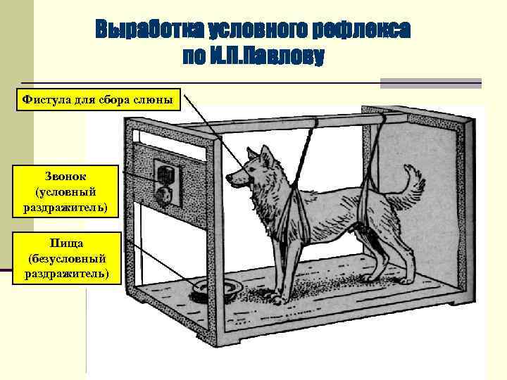 Выработка условного рефлекса по И. П. Павлову Фистула для сбора слюны Звонок (условный раздражитель)