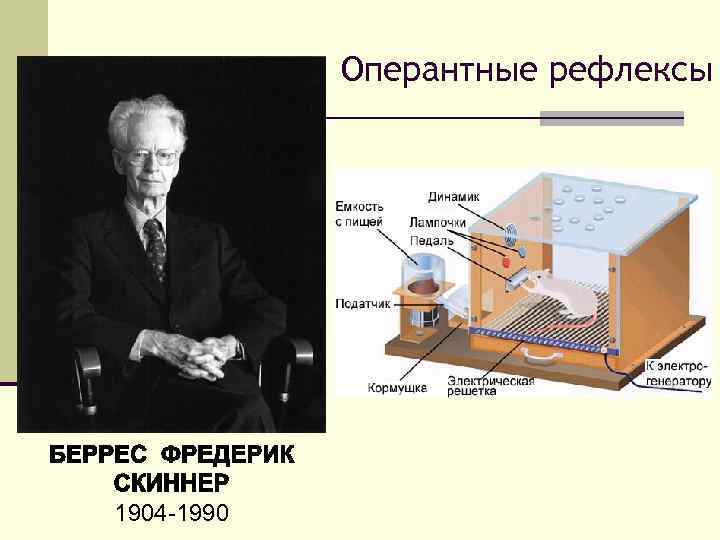 Оперантные рефлексы 1904 -1990 