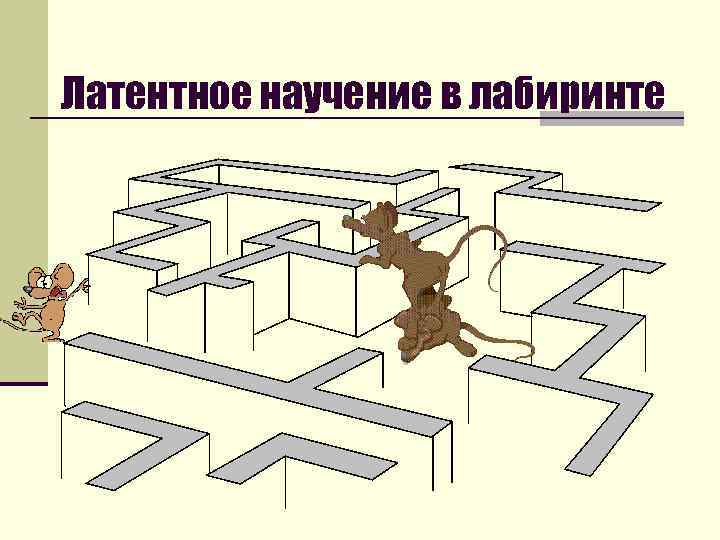 Латентное научение в лабиринте 