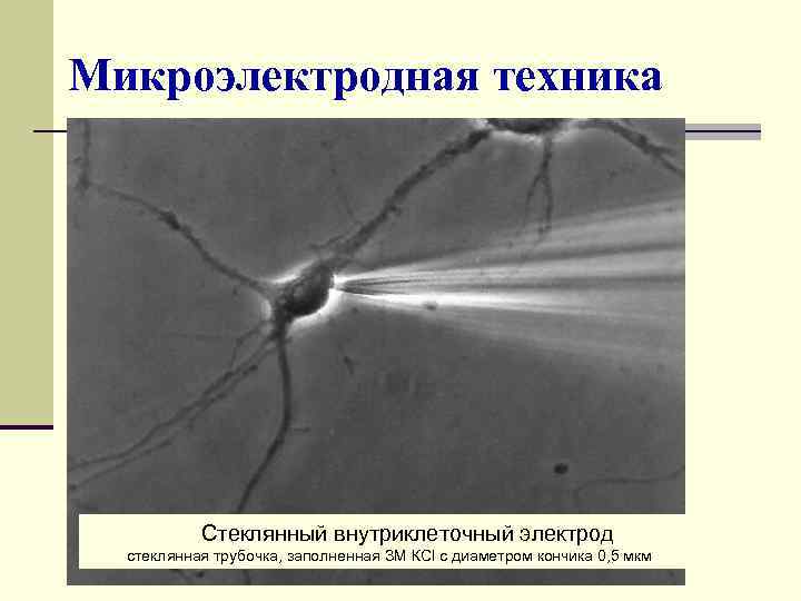 Микроэлектродная техника Стеклянный внутриклеточный электрод стеклянная трубочка, заполненная ЗМ КСl с диаметром кончика 0,