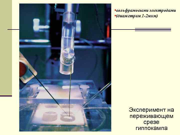  • вольфрамовыми электродами • (диаметром 1 -2 мкм) Эксперимент на переживающем срезе гиппокампа