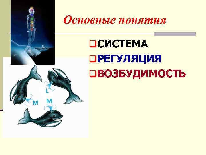 Основные понятия q. СИСТЕМА q. РЕГУЛЯЦИЯ q. ВОЗБУДИМОСТЬ 