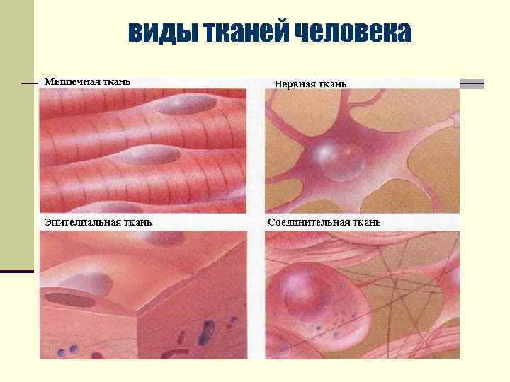 виды тканей человека 