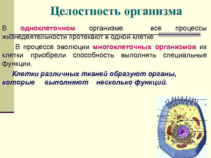 Целостность организма В одноклеточном организме все процессы жизнедеятельности протекают в одной клетке В процессе