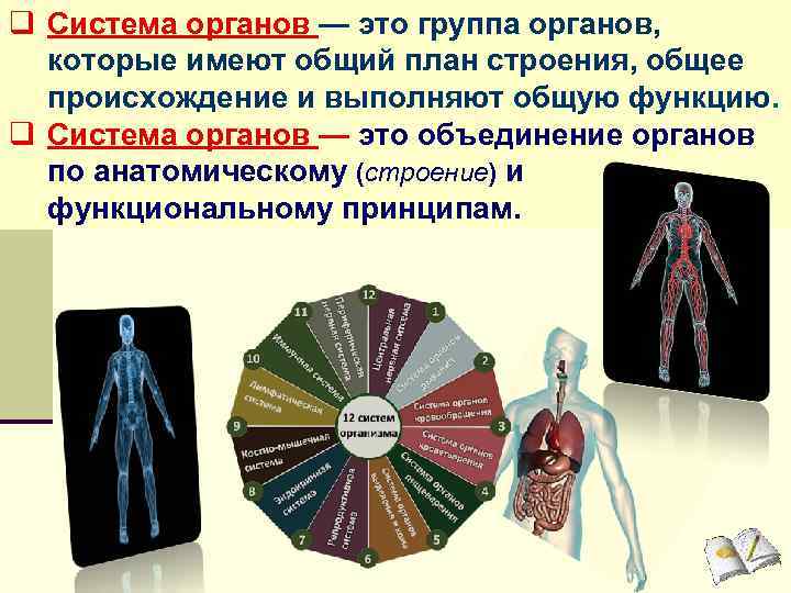 q Система органов — это группа органов, которые имеют общий план строения, общее происхождение