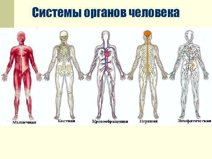 Системы органов человека 