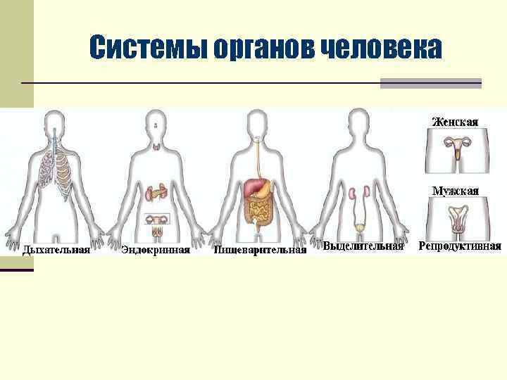 Системы органов человека 