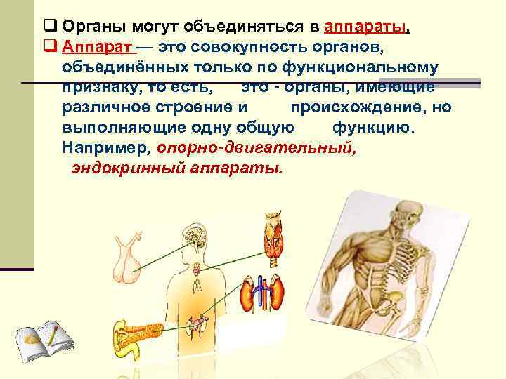 q Oрганы могут объединяться в аппараты. q Аппарат — это совокупность органов, объединённых только