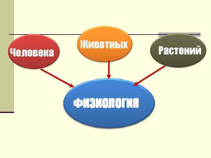 Человека Животных ФИЗИОЛОГИЯ Растений 