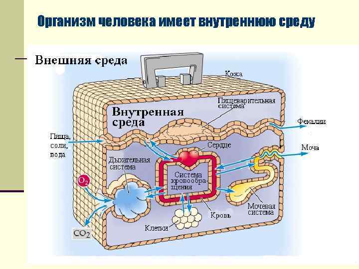  Организм человека имеет внутреннюю среду 