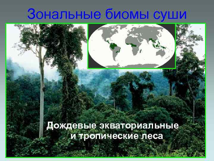 Зональные биомы суши Дождевые экваториальные и тропические леса 