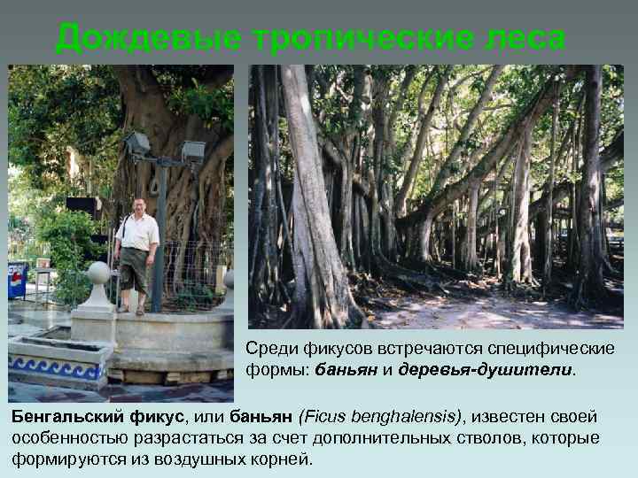 Дождевые тропические леса Среди фикусов встречаются специфические формы: баньян и деревья-душители. Бенгальский фикус, или