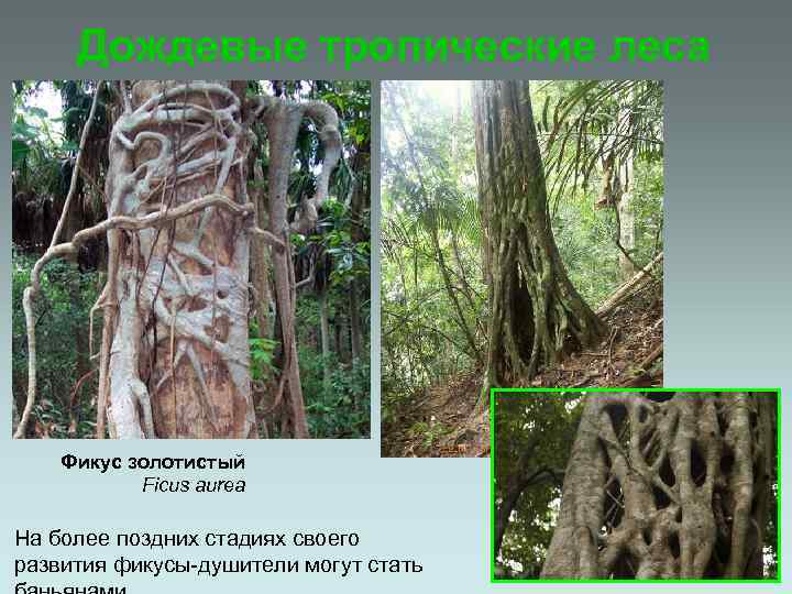 Дождевые тропические леса Фикус золотистый Ficus aurea На более поздних стадиях своего развития фикусы-душители