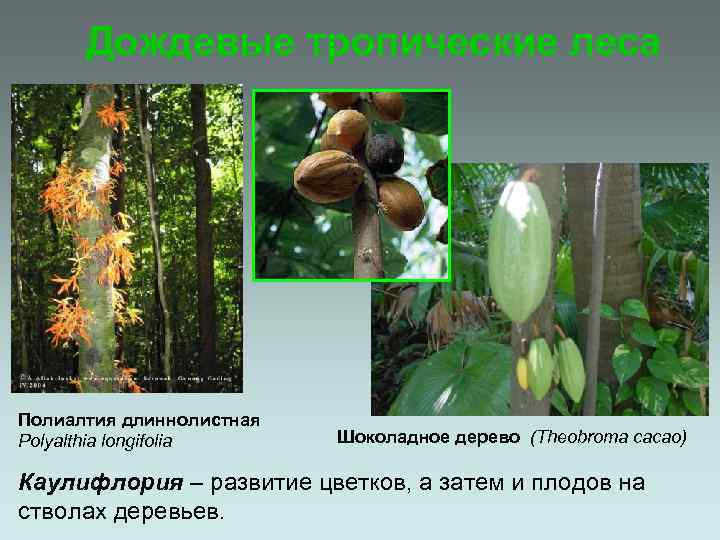 Дождевые тропические леса Полиалтия длиннолистная Polyalthia longifolia Шоколадное дерево (Theobroma cacao) Каулифлория – развитие