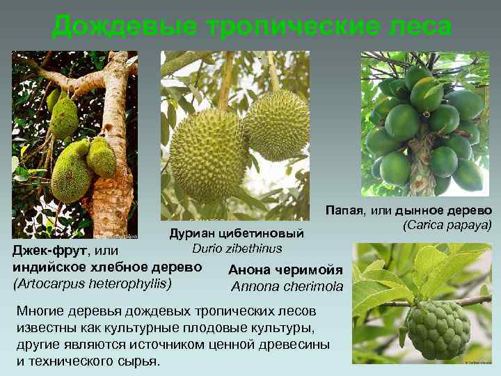 Дождевые тропические леса Дуриан цибетиновый Durio zibethinus Джек-фрут, или индийское хлебное дерево (Artocarpus heterophyllis)