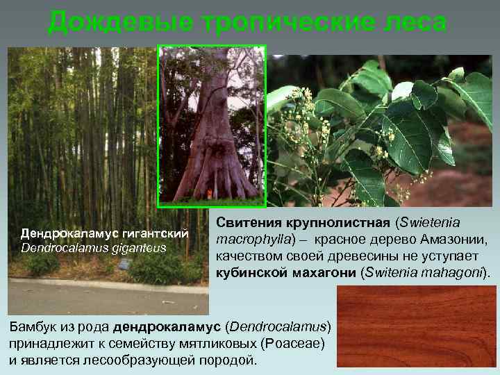 Дождевые тропические леса Дендрокаламус гигантский Dendrocalamus giganteus Свитения крупнолистная (Swietenia macrophylla) – красное дерево