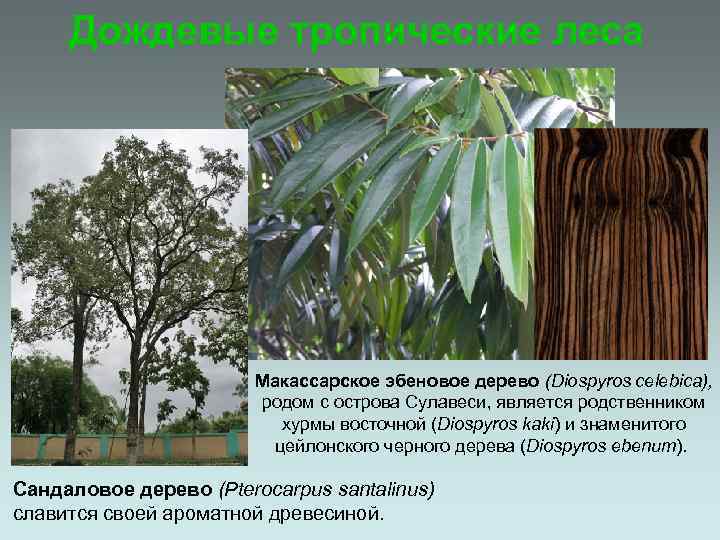 Дождевые тропические леса Макассарское эбеновое дерево (Diospyros celebica), родом с острова Сулавеси, является родственником