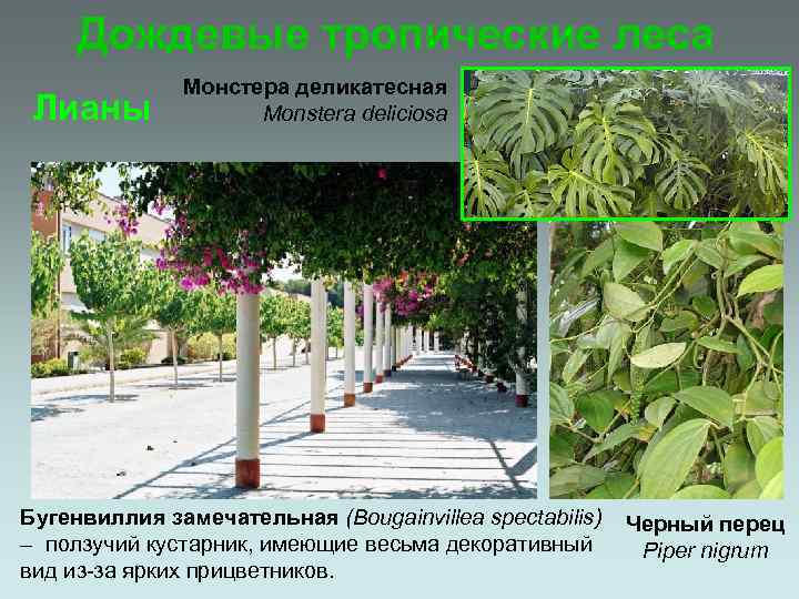 Дождевые тропические леса Лианы Монстера деликатесная Monstera deliciosa Бугенвиллия замечательная (Bougainvillea spectabilis) – ползучий