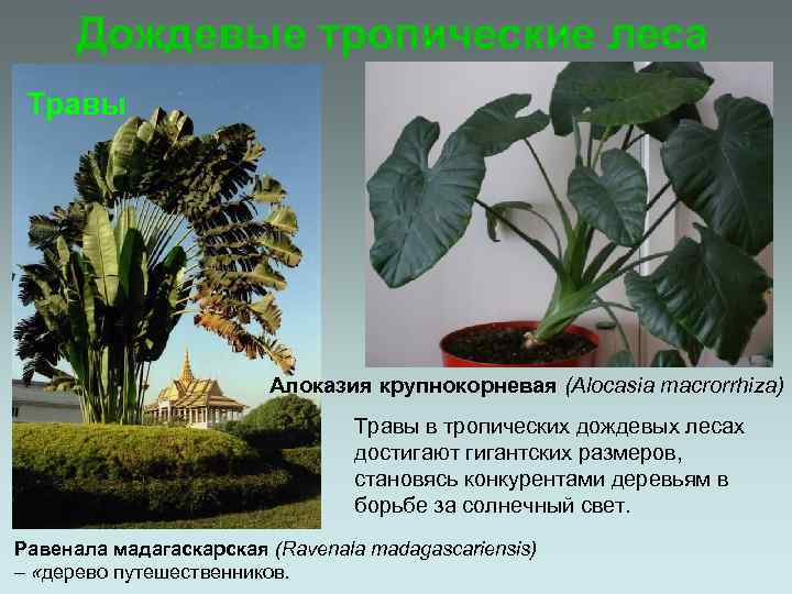 Дождевые тропические леса Травы Алоказия крупнокорневая (Alocasia macrorrhiza) Травы в тропических дождевых лесах достигают