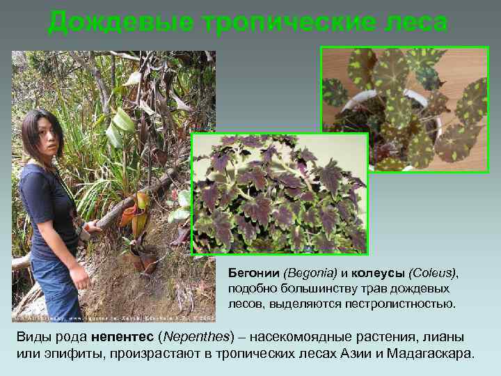 Дождевые тропические леса Бегонии (Begonia) и колеусы (Coleus), подобно большинству трав дождевых лесов, выделяются
