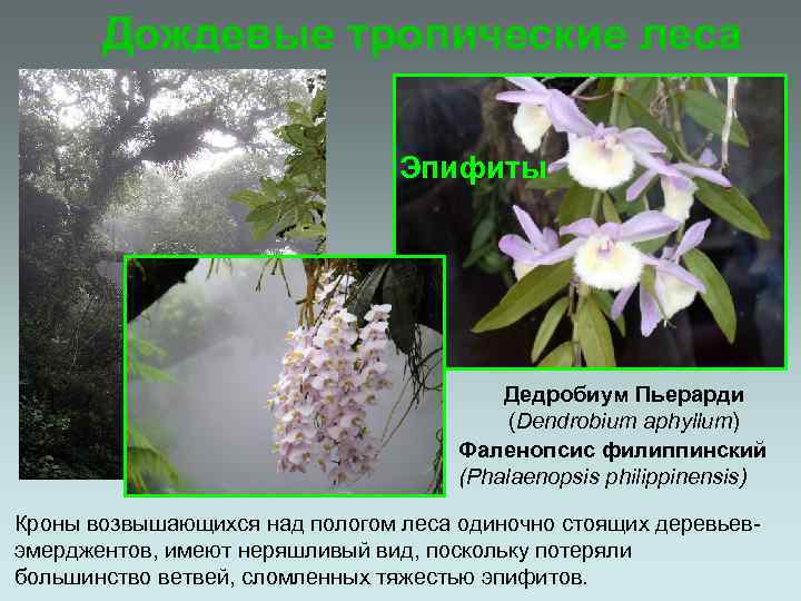 Дождевые тропические леса Эпифиты Дедробиум Пьерарди (Dendrobium aphyllum) Фаленопсис филиппинский (Phalaenopsis philippinensis) Кроны возвышающихся