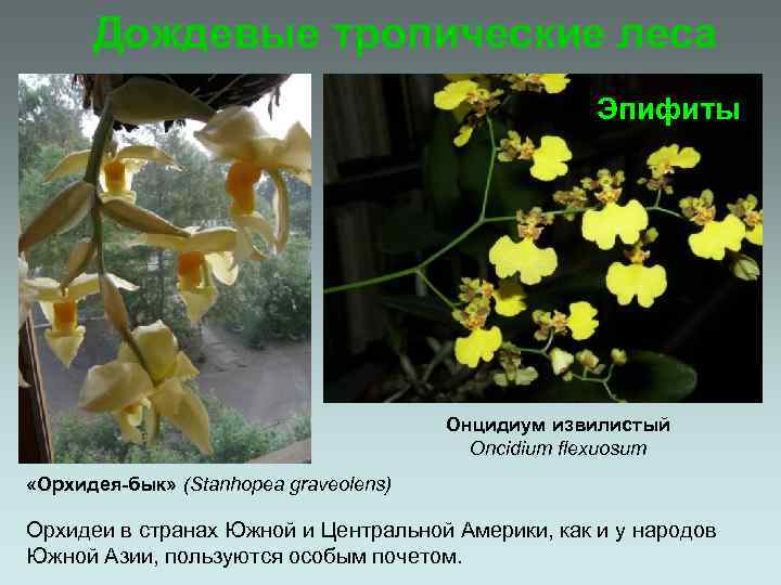 Дождевые тропические леса Эпифиты Онцидиум извилистый Oncidium flexuosum «Орхидея-бык» (Stanhopea graveolens) Орхидеи в странах
