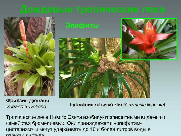 Дождевые тропические леса Эпифиты Фриезия Дюваля – Vriesea duvaliana Гусмания язычковая (Guzmania lingulata) Тропические