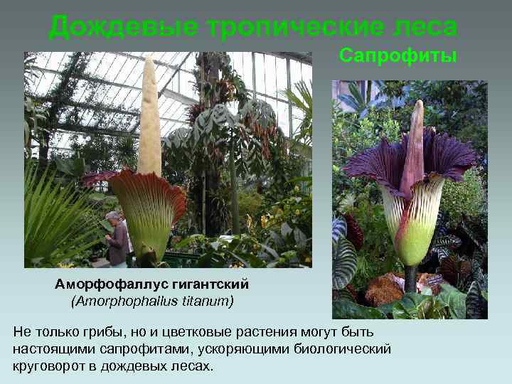 Дождевые тропические леса Сапрофиты Аморфофаллус гигантский (Amorphophallus titanum) Не только грибы, но и цветковые