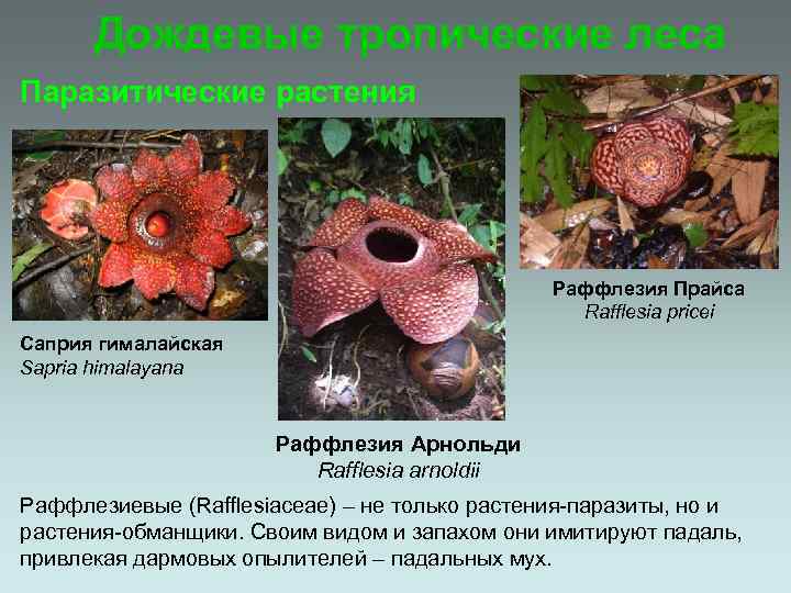 Дождевые тропические леса Паразитические растения Раффлезия Прайса Rafflesia pricei Саприя гималайская Sapria himalayana Раффлезия