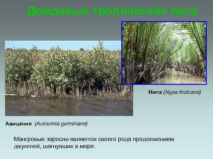 Дождевые тропические леса Нипа (Nypa fruticans) Авицения (Avicennia germinans) Мангровые заросли являются своего рода