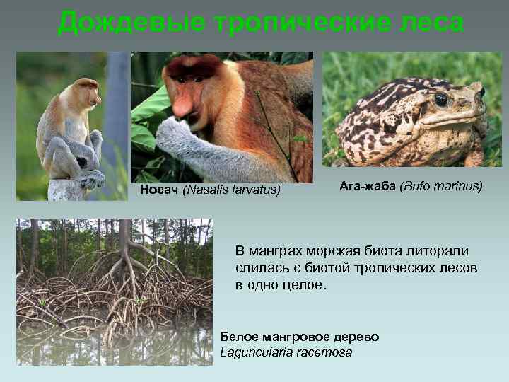 Дождевые тропические леса Носач (Nasalis larvatus) Ага-жаба (Bufo marinus) В манграх морская биота литорали