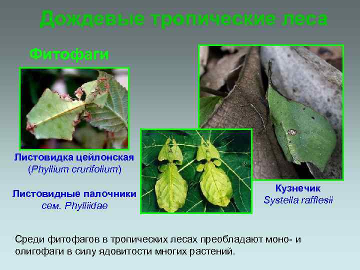 Дождевые тропические леса Фитофаги Листовидка цейлонская (Phyllium crurifolium) Листовидные палочники сем. Phylliidae Кузнечик Systella