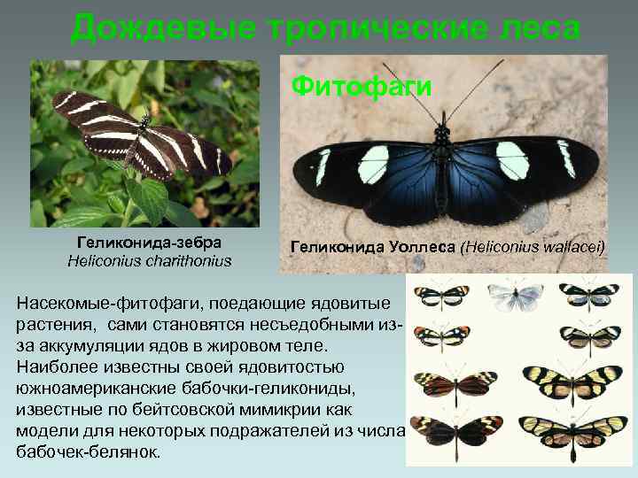 Дождевые тропические леса Фитофаги Геликонида-зебра Heliconius charithonius Геликонида Уоллеса (Heliconius wallacei) Насекомые-фитофаги, поедающие ядовитые