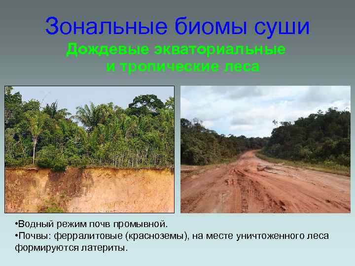 Зональные биомы суши Дождевые экваториальные и тропические леса • Водный режим почв промывной. •