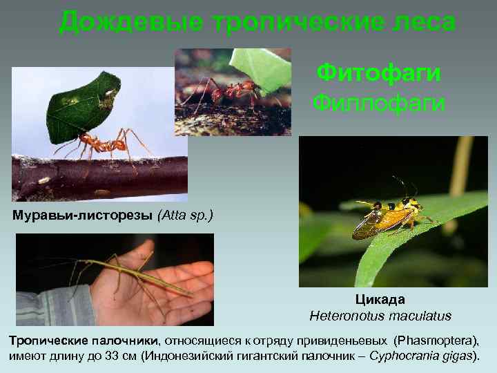 Дождевые тропические леса Фитофаги Филлофаги Муравьи-листорезы (Atta sp. ) Цикада Heteronotus maculatus Тропические палочники,