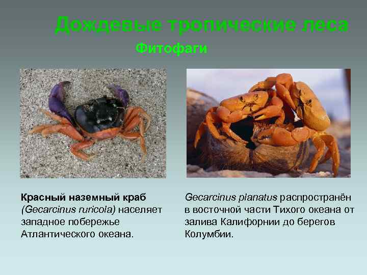 Дождевые тропические леса Фитофаги Красный наземный краб (Gecarcinus ruricola) населяет западное побережье Атлантического океана.