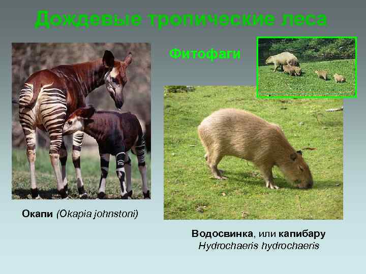 Дождевые тропические леса Фитофаги Окапи (Okapia johnstoni) Водосвинка, или капибару Hydrochaeris hydrochaeris 