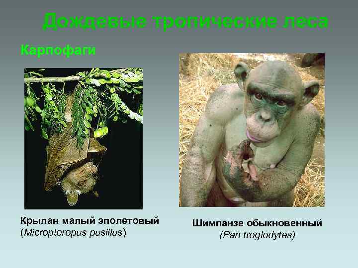 Дождевые тропические леса Карпофаги Крылан малый эполетовый (Micropteropus pusillus) Шимпанзе обыкновенный (Pan troglodytes) 