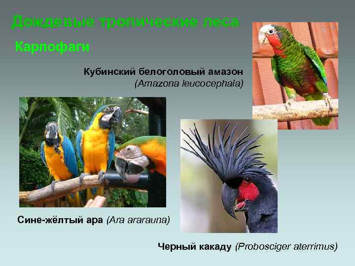 Дождевые тропические леса Карпофаги Кубинский белоголовый амазон (Amazona leucocephala) Сине-жёлтый ара (Ara ararauna) Черный