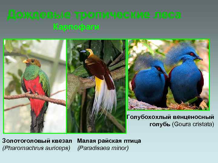 Дождевые тропические леса Карпофаги Голубохохлый венценосный голубь (Goura cristata) Золотоголовый квезал Малая райская птица
