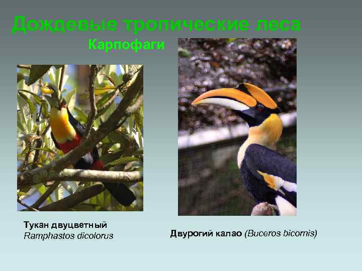 Дождевые тропические леса Карпофаги Тукан двуцветный Ramphastos dicolorus Двурогий калао (Buceros bicornis) 
