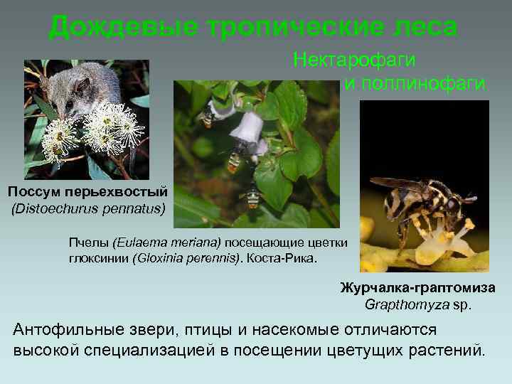 Дождевые тропические леса Нектарофаги и поллинофаги Поссум перьехвостый (Distoechurus pennatus) Пчелы (Eulaema meriana) посещающие