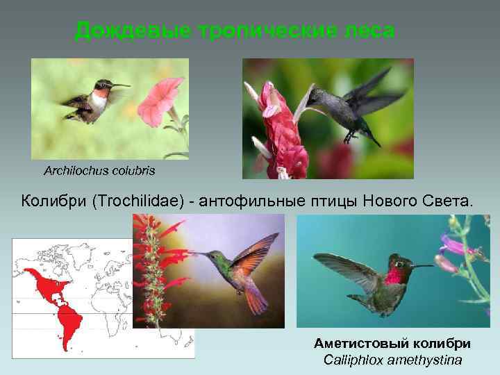 Дождевые тропические леса Archilochus colubris Колибри (Trochilidae) - антофильные птицы Нового Света. Аметистовый колибри