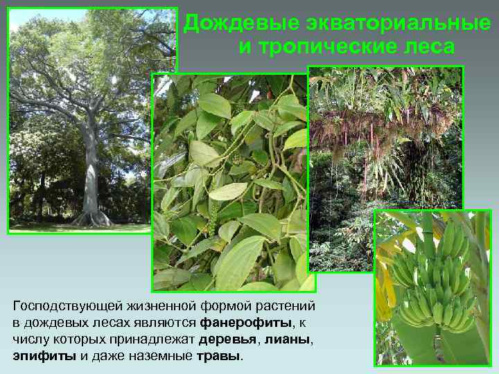 Дождевые экваториальные и тропические леса Господствующей жизненной формой растений в дождевых лесах являются фанерофиты,