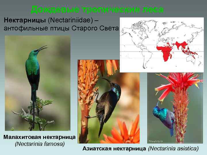Дождевые тропические леса Нектарницы (Nectariniidae) – антофильные птицы Старого Света. Малахитовая нектарница (Nectarinia famosa)